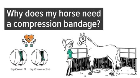 Explanatory video: When and why does my horse .